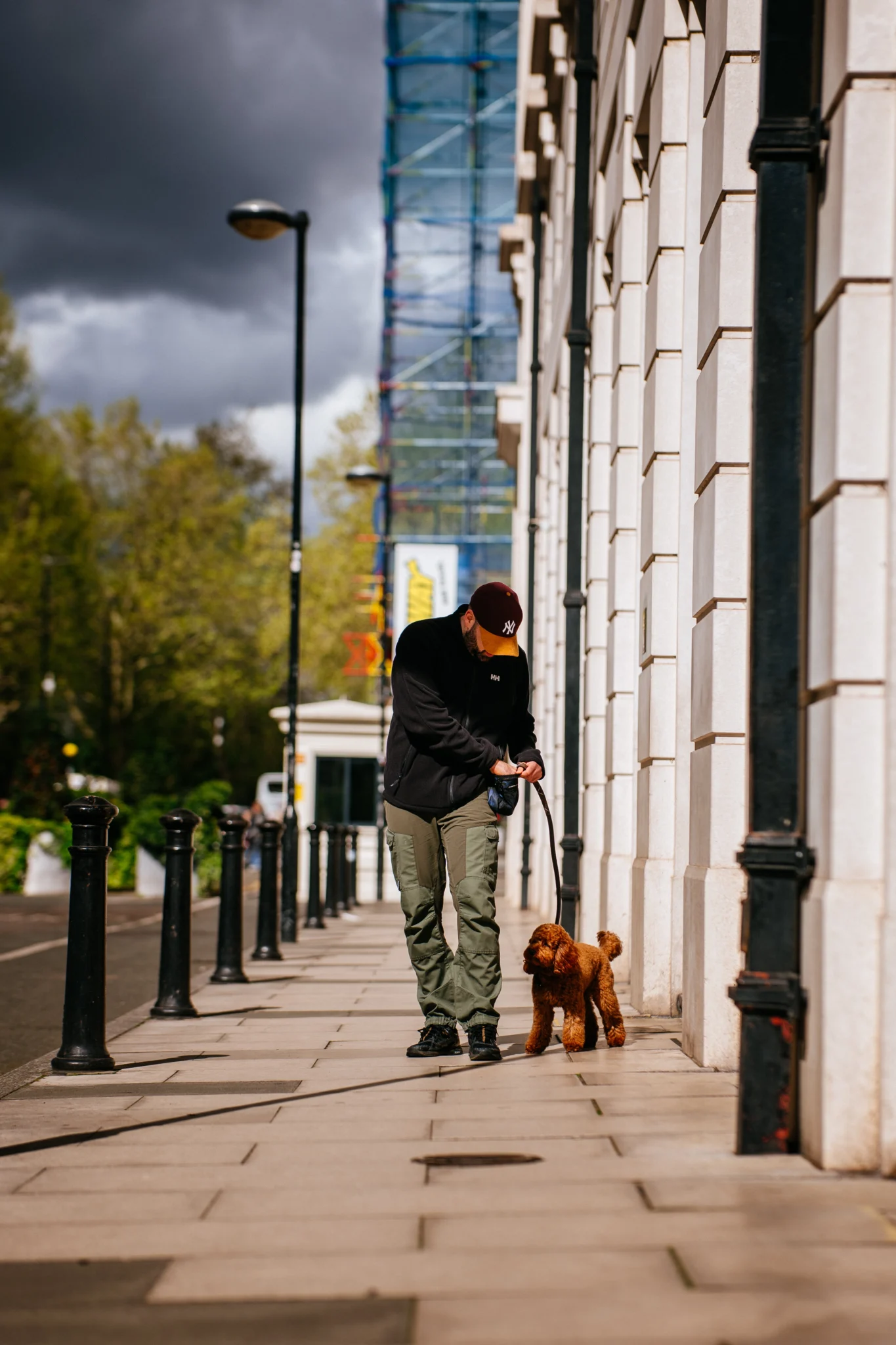 Professional dog training session improving focus and responsiveness