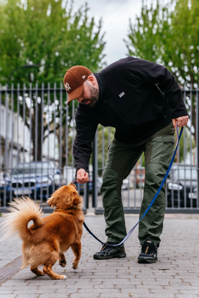 Dog behaviourist Jack building confidence and focus in young dog