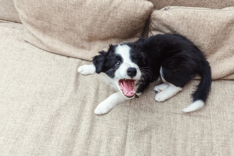 Black and white puppy resting on sofa during behaviour assessment